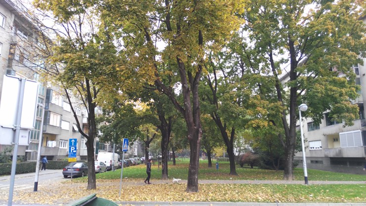 IMG_20151027_120634.jpg